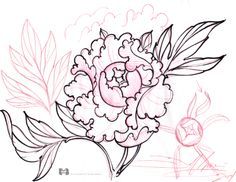 236x182 How To Draw A Peony, Peony Flower Step 4 Sketchbook