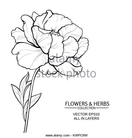 520x540 Pink Peony Garden