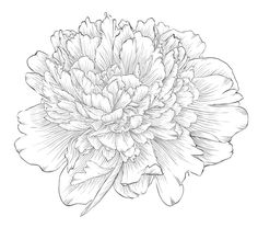 236x208 Pink Peony Sketch Floral Peony And Tattoo