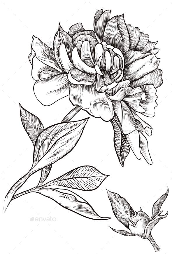 590x870 Graphicriver Peony Bud Blossomed 11522973 Maq Amp Jees