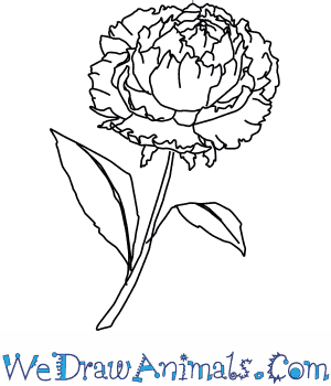 300x350 How To Draw A Peony Flower