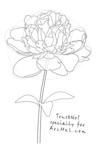 315x470 How To Draw A Peony Step 4 Step 4.a Peony Has Many Petals. We