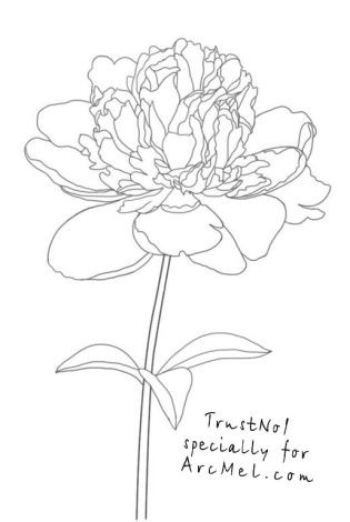 315x470 How To Draw A Peony Step 5 Art I Tude Peony
