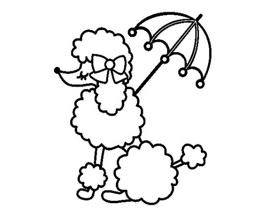 564x441 Pin By Michelle W On 9th Bday Party Poodle