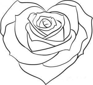 Pink Rose Drawing