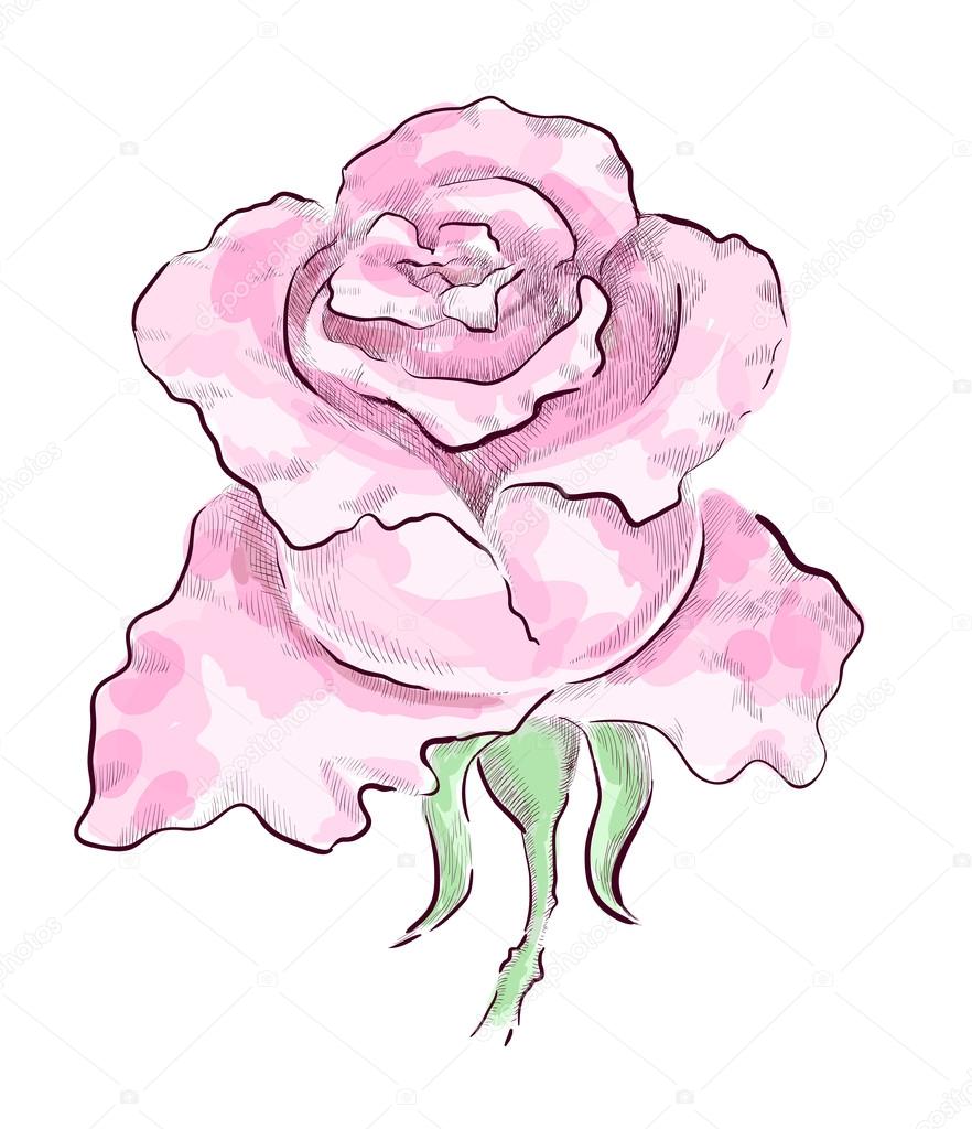 882x1024 Pink Rose Stock Photo Solveig