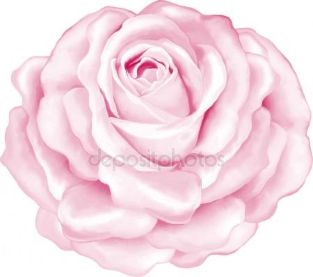 450x398 Vector Pink Rose In The Shape Of Heart Stock Vector D E N I S