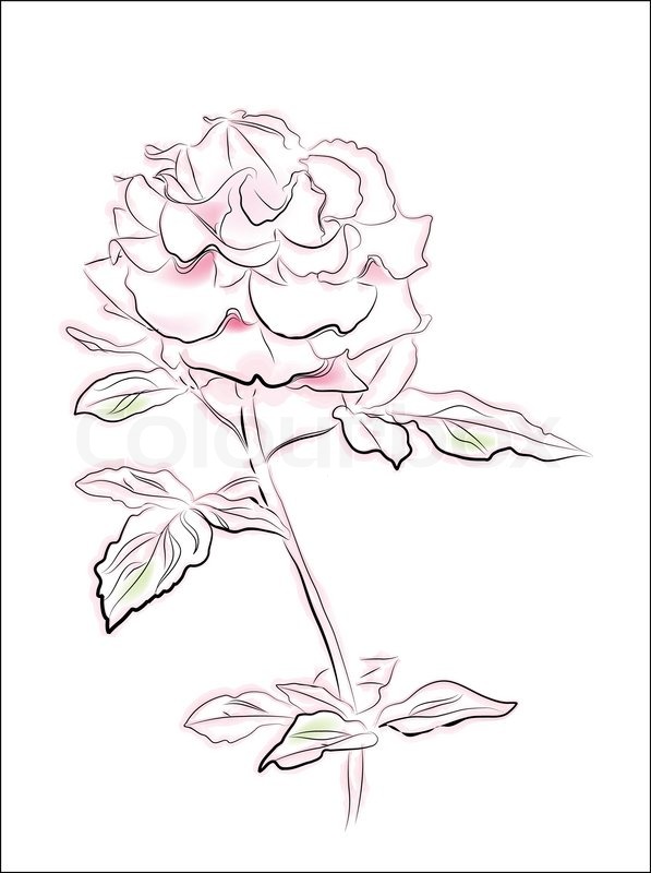 597x800 Vintage Illustration Of Pink Rose Stock Vector Colourbox