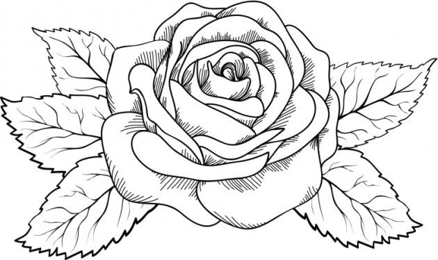630x374 Are You Looking For A Tutorial On How To Draw A Rose Look No