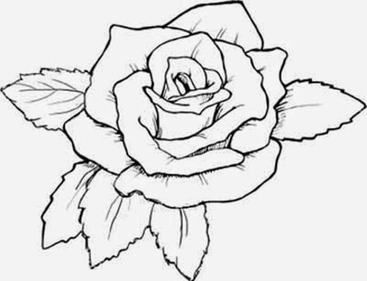 521x400 Flowers Coloring Pages Rose Many Flowers