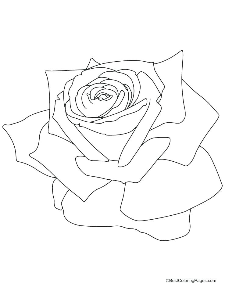 Pink Roses Drawing