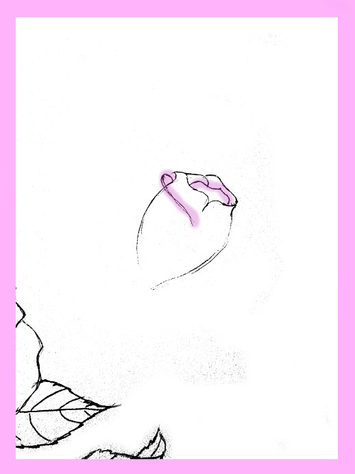 518x690 How To Draw Roses