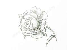 236x177 How To Draw A Rose How To Draw A Rose Pictures 1 Creat !!(.