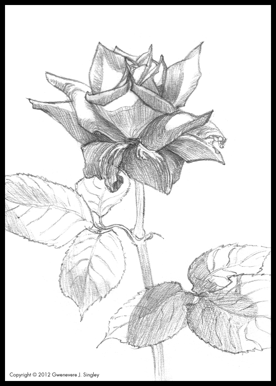 Pink Roses Drawing at GetDrawings | Free download