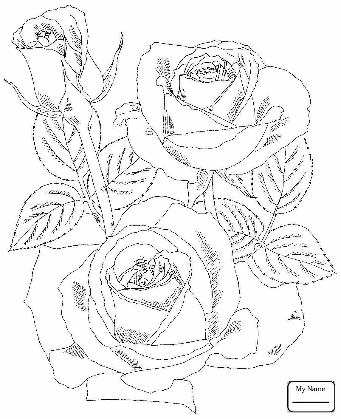 1144x1405 Coloring Pages Flowers Peace Hybrid Tea Rose Roses