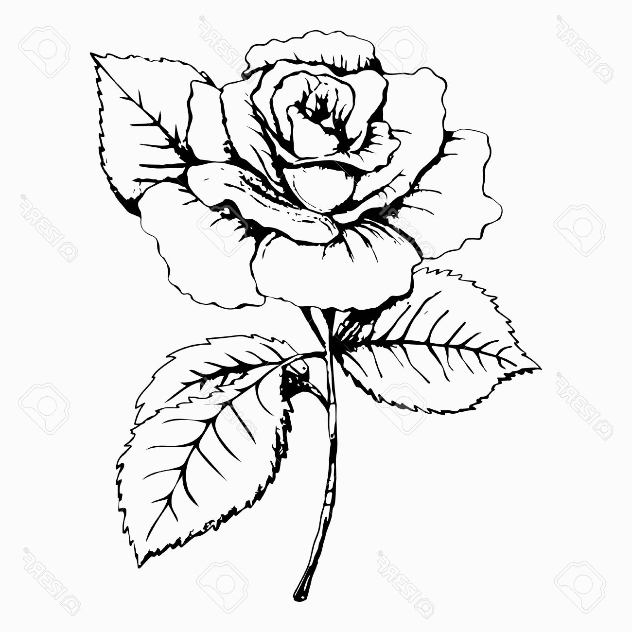 1300x1300 Black And White Drawings Of Roses Drawing Art Collection