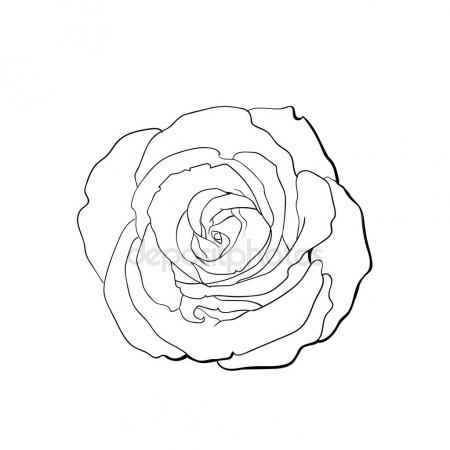 450x450 Deep Pink Rose, Top View Isolated Sketch Vector Illustration