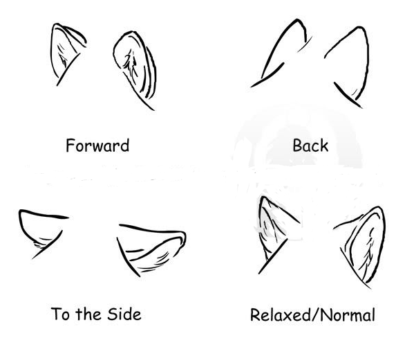 586x498 How To Draw Wolf Ears Annagrace's Pins Wolf