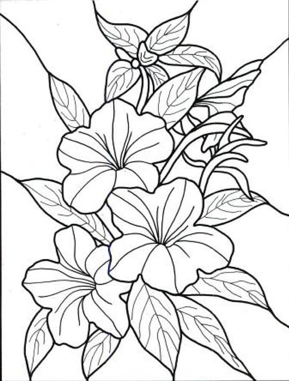 564x744 Flowers Drawing