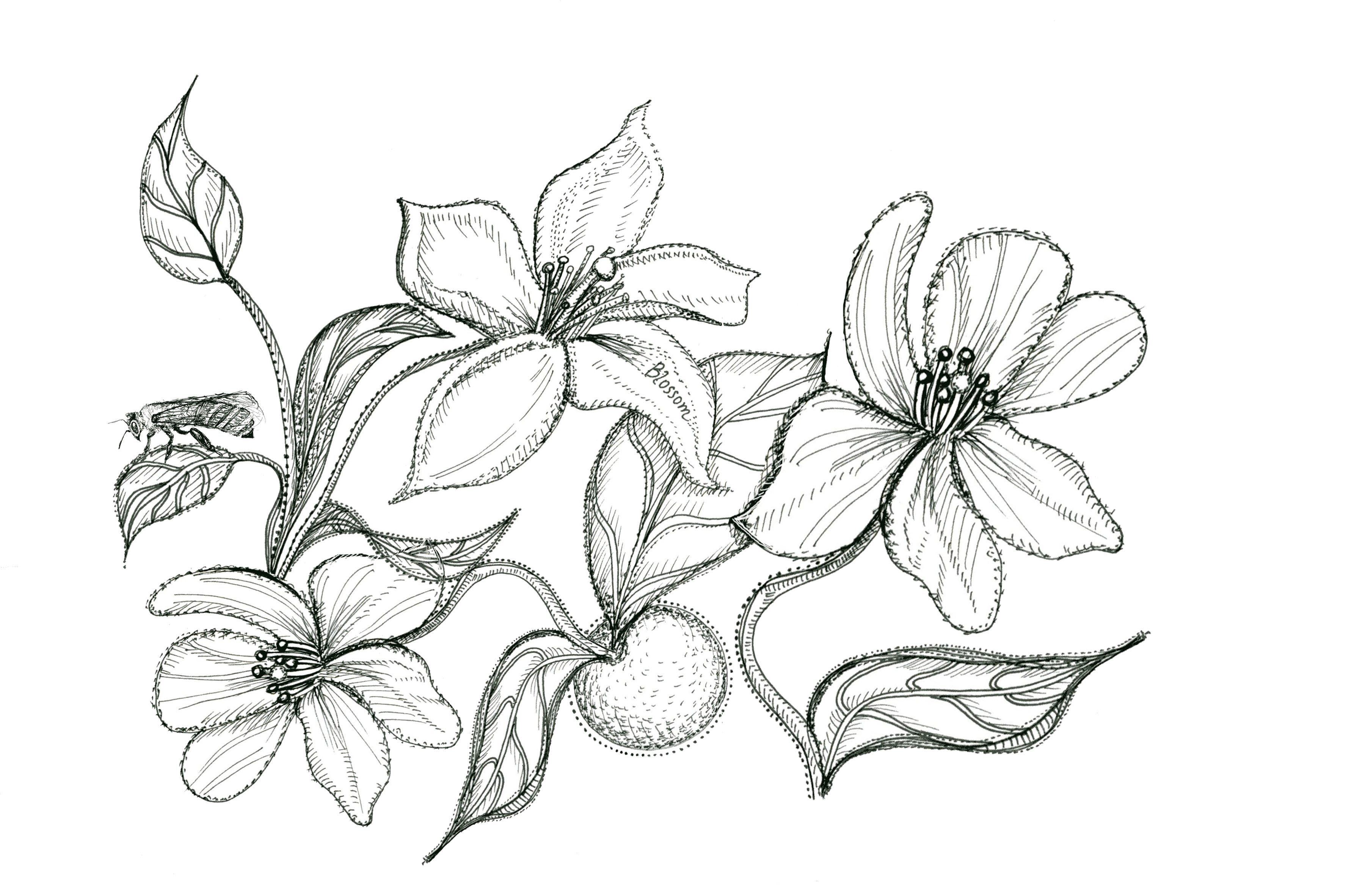 3600x2364 Orange Blossom Flower Drawing Sketch Coloring Page View Larger