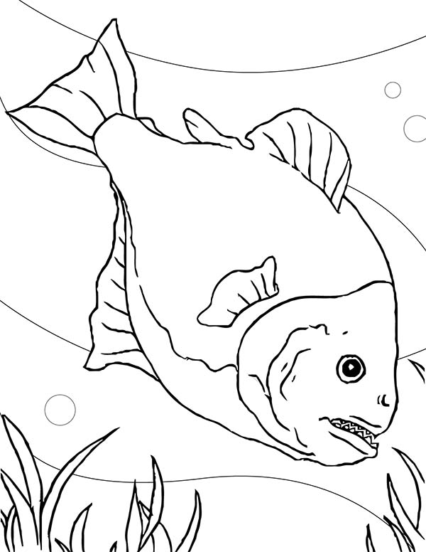 600x776 Special Fish Tank For Piranha Coloring Page