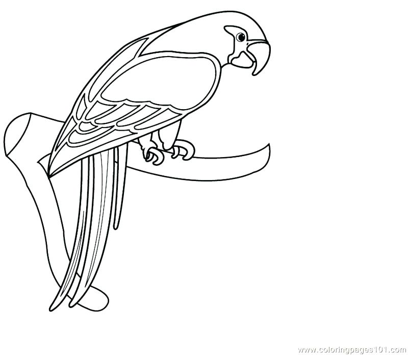 800x696 Here Are Parrot Coloring Pages Images Parrots Coloring Pages Two
