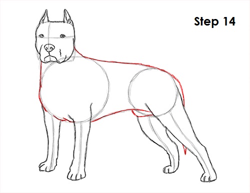 500x386 How To Draw A Dog (Pit Bull)