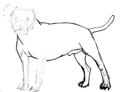 400x308 How To Draw A Pit Bull Step By Step