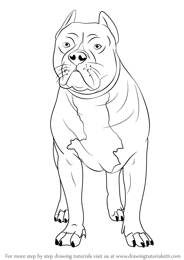 598x844 Learn How To Draw A Pitbull (Other Animals) Step By Step Drawing