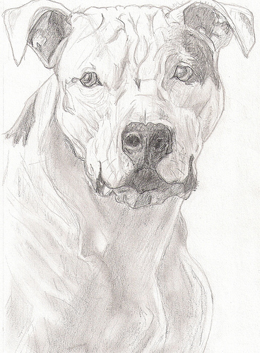 368x500 Drawing Of An American Pit Bull Terrier
