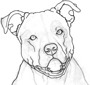 300x282 Pin By Sboyers On Pit Bull Drawingsart Drawing