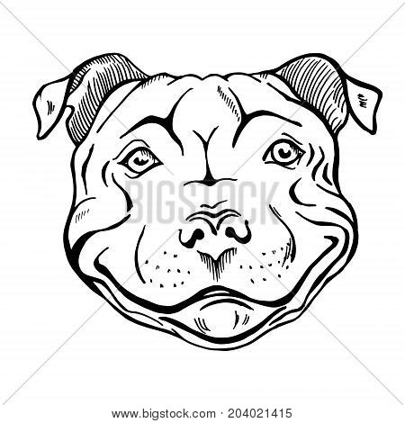 Pitbull Cartoon Drawing at GetDrawings | Free download