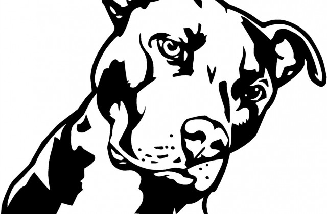 Pitbull Drawing at GetDrawings | Free download