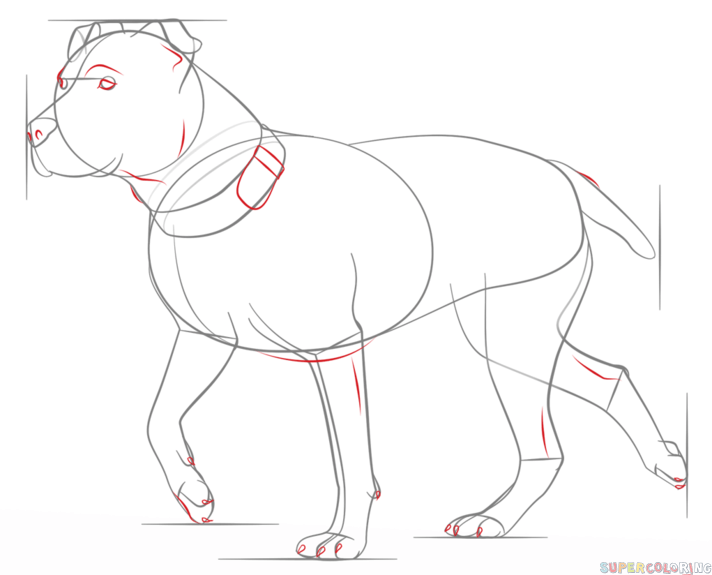 712x575 How Draw A Pitbull Step By Step Drawing Tutorials How