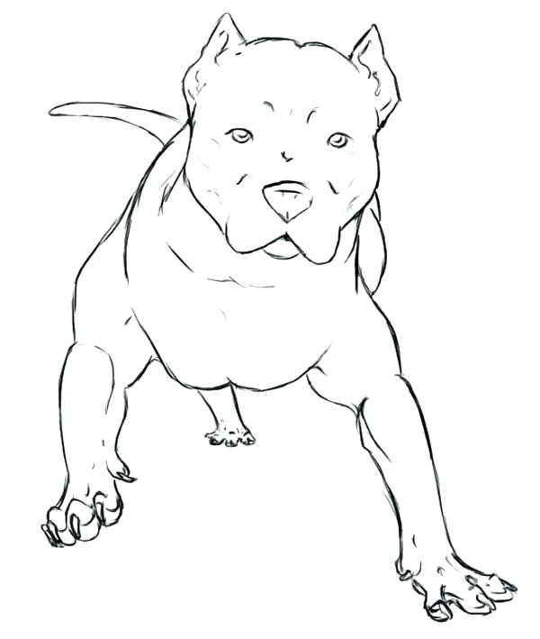 600x709 Pitbull Coloring Page Coloring Page Pit Bull Terrier Coloring Page