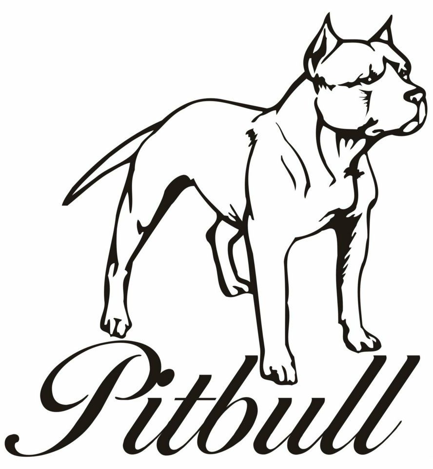888x962 Pitbull Clipart Draw