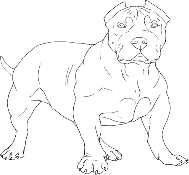 616x571 Extreme Puppy Line Art By Cronicbullieskennel