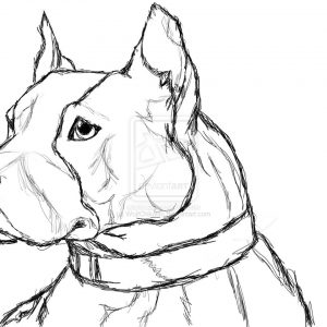 300x300 Pit Bull Drawing Adult