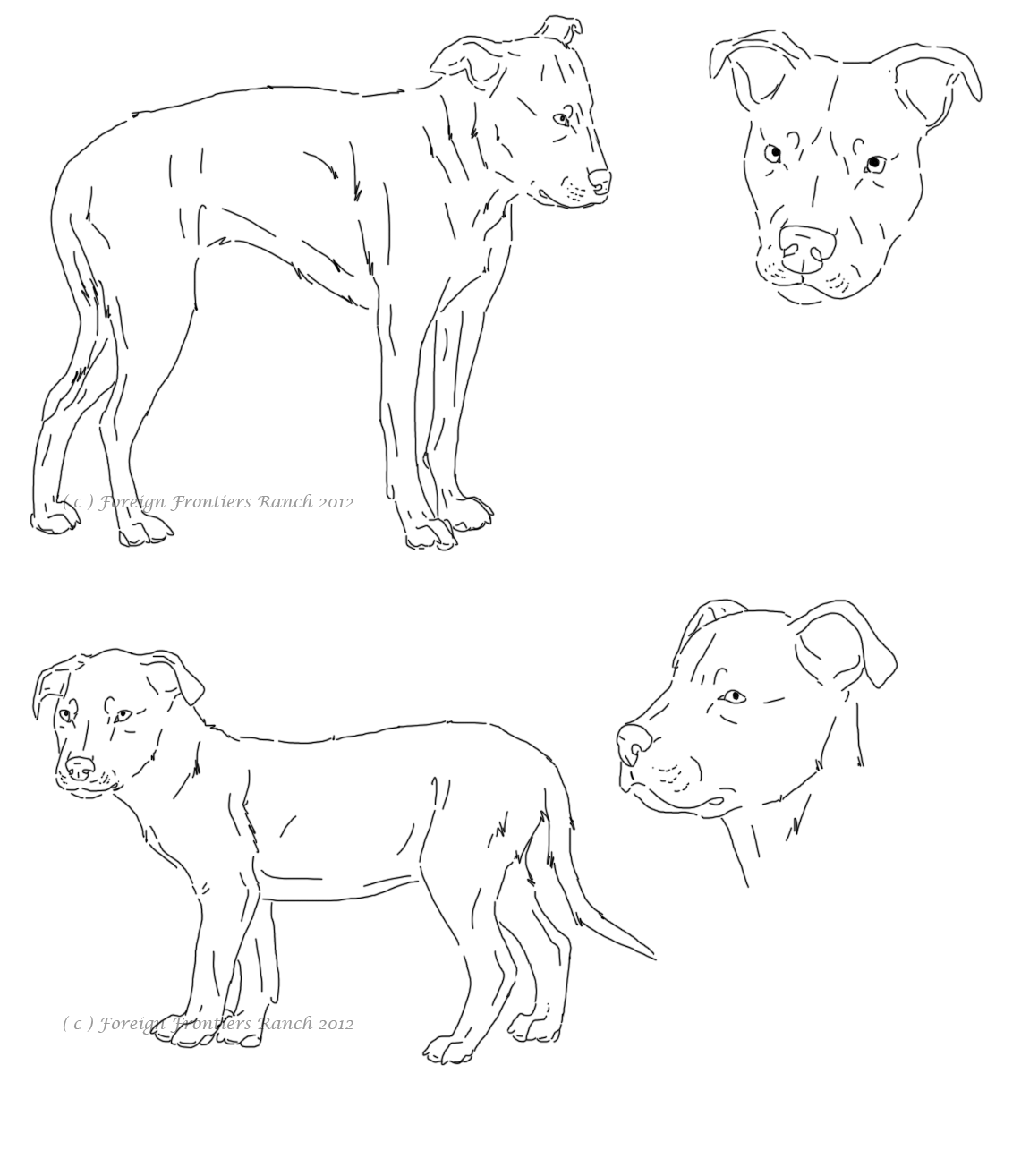 1141x1314 Pitbull Lineart
