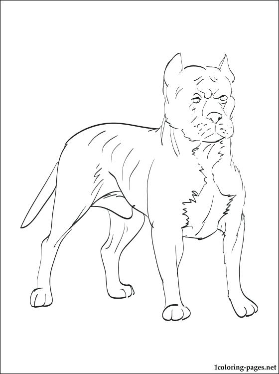 Pitbull Puppies Drawing at GetDrawings | Free download