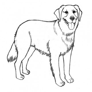 320x320 Tag For Puppy Color Drawing Pencil Sketches And Drawings How