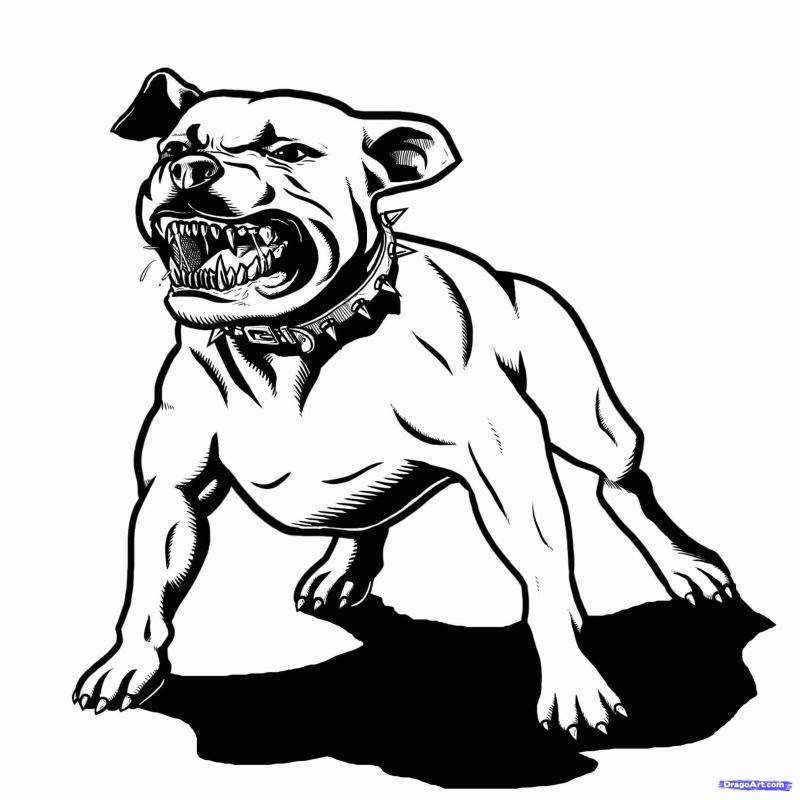 800x800 Pitbull Clipart Black White