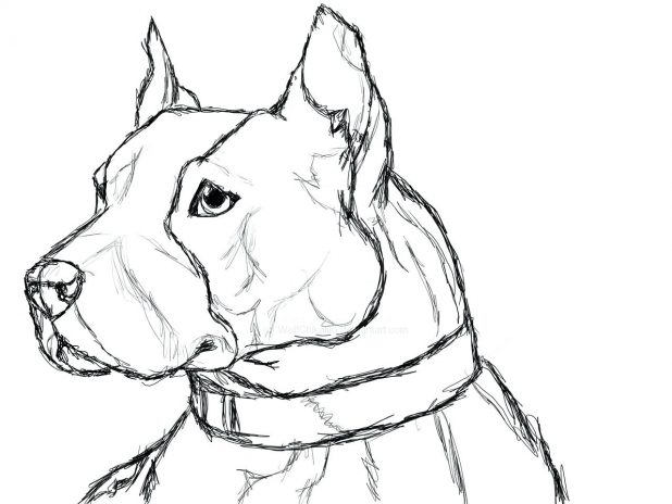 618x464 Dogs Coloring Pages Only Realistic Pitbull Puppy Cute Realistic