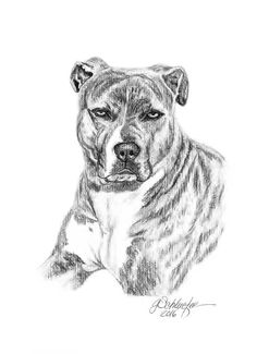 236x325 Mj Sketch Dog Portraits I Did Sketches