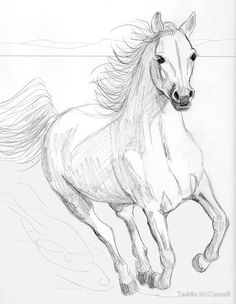 236x304 Horse Sketch