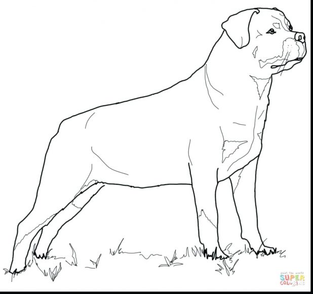 618x581 Zoom 38 Glamorous Coloring Pages Of Pit Bulls Free Coloring Pages