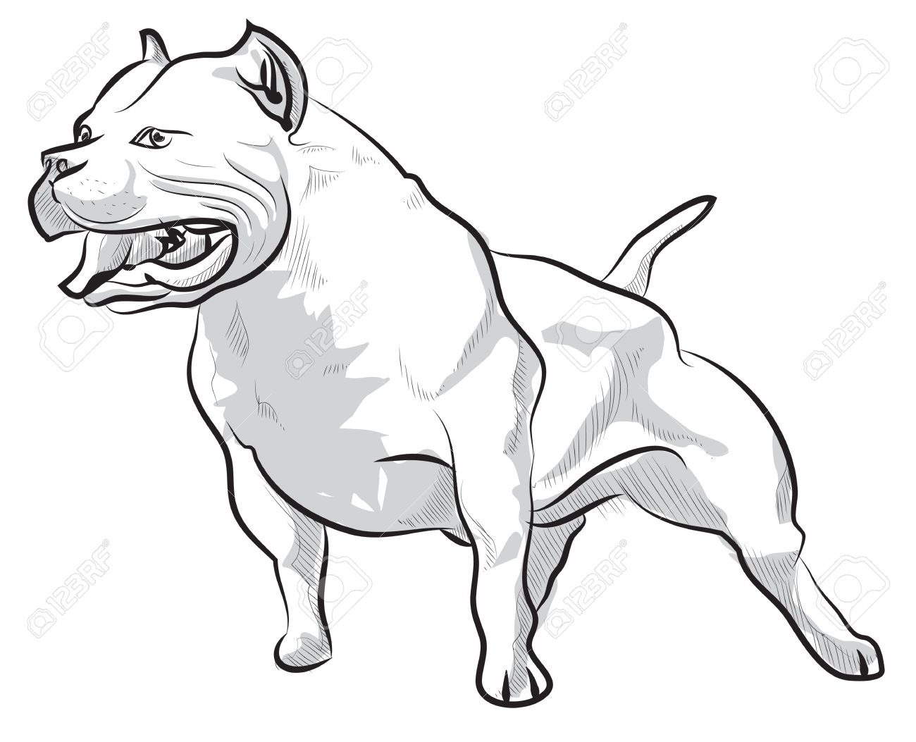 1300x1053 Vector Sketch Hand Drawing Illustration Pitbull Barking Royalty