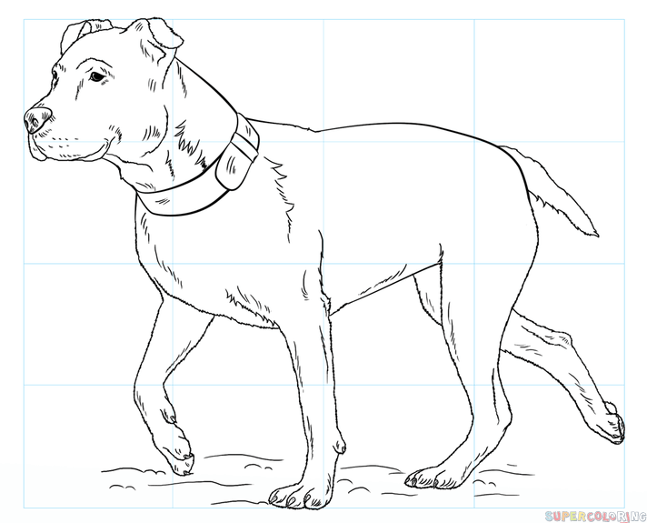 712x575 How To Draw A Pitbull Step By Step Drawing Tutorials
