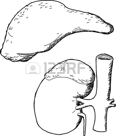 383x450 Outline Of Human Head With Pituitary Gland Royalty Free Cliparts