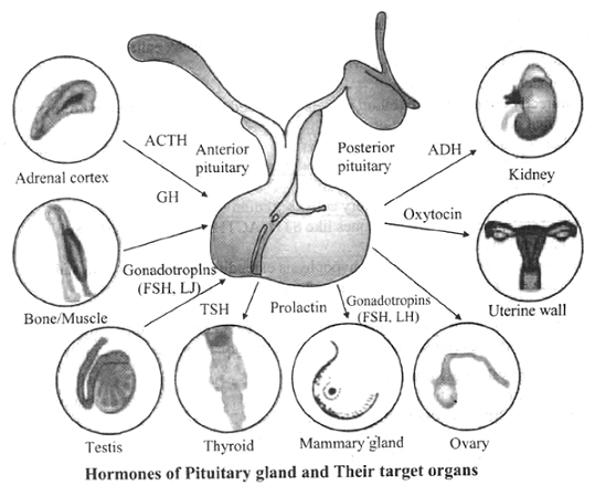 539x449 Pituitary Gland
